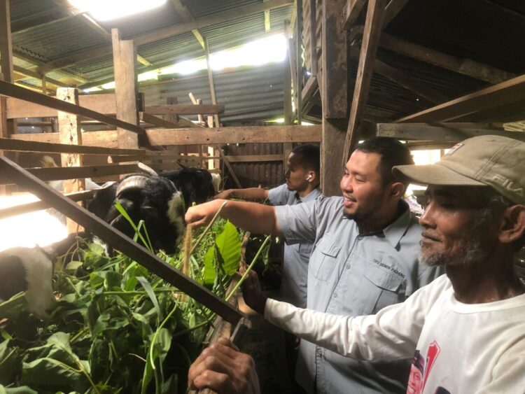 Bagi Tristianto, warga Kampung Padayo, Kelurahan Indarung, Kecamatan Lubuk Kilangan, mimpi untuk memiliki usaha peternakan yang berkembang kini perlahan menjadi kenyataan. IST