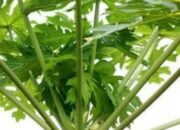 Pucuk Daun Pepaya dan Manfaatnya bagi Kesehatan