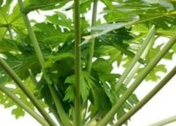 Pucuk Daun Pepaya dan Manfaatnya bagi Kesehatan