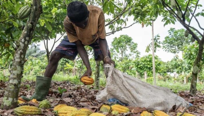 Harga Kakao Global Anjlok, Eksportir Indonesia Tahan Ekspor