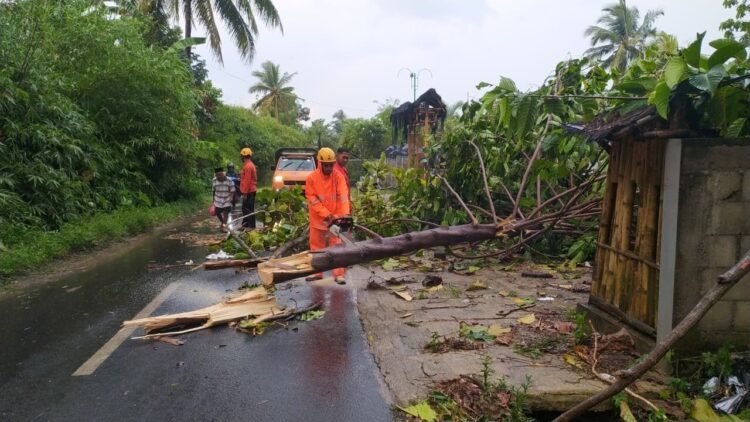 Pembersihan material pohon tumbang yang menutup akses jalan warga di Kabupaten Jember, Jawa Timur, Senin (6/10).
Sumber foto : BPBD Kabupaten Jember
