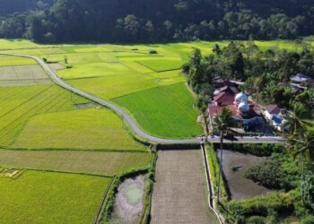 Hasil Panen di 50 Lokasi SPM Agam Meningkat