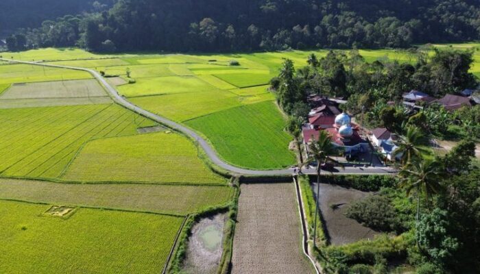 Hasil Panen di 50 Lokasi SPM Agam Meningkat