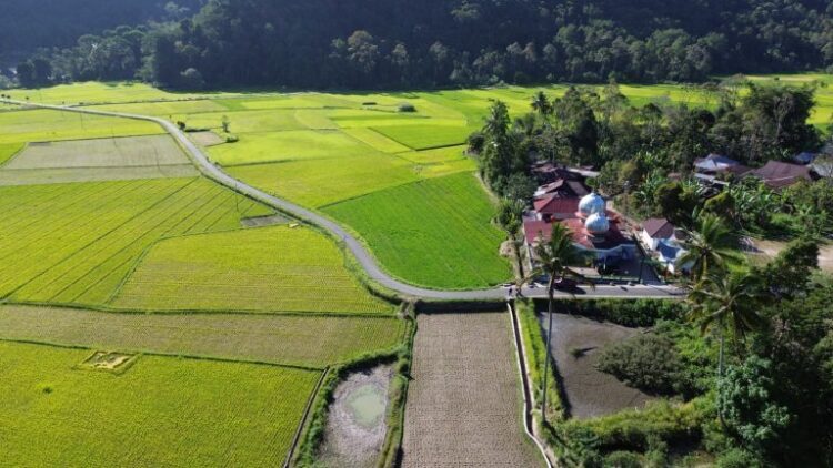 Berdasarkan data olahan Dinas Pertanian Agam per 14 Oktober 2025, sejumlah lahan sawah Pokok Murah (SPM) yang dikelola melalui dana nagari mengalami peningkatan hasil panen dibandingkan metode konvensional.HUMAS