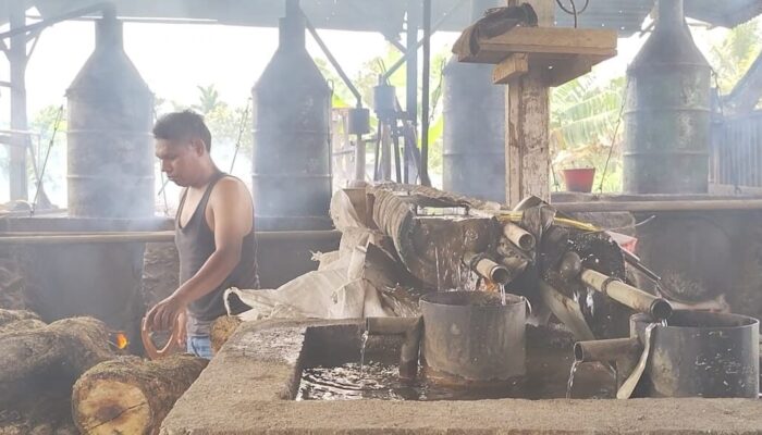 Harga Nilam Naik Tipis, Petani Mulai Semangat 