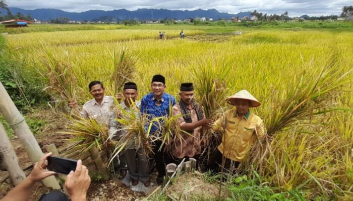 UIN Bukittinggi, KTNA dan Gempita Sumbar Panen Padi Bersama