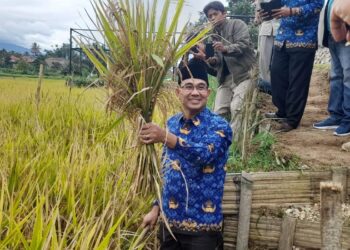 Panen Padi Organik di Agam Capai 12,9 Ton per Hektare, KTNA Lompatan Produksi Luar Biasa