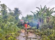Angin Kencang Akibatkan Pohon Rambutan Tumbang di Batipuah Panjang, Akses Warga Terhambat