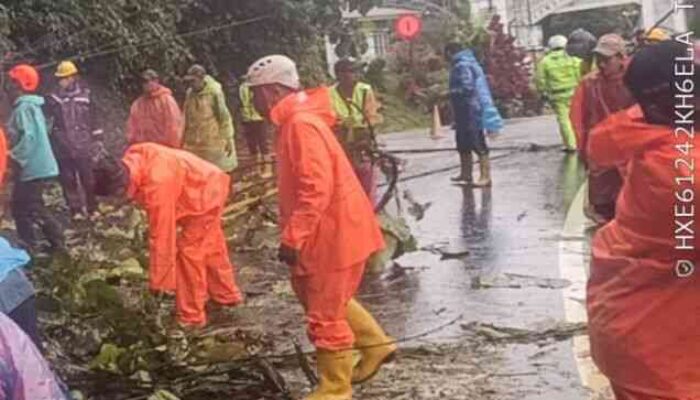 Pohon Tumbang Lagi, Arus Padang – Bukittinggi Ditutup Sementara