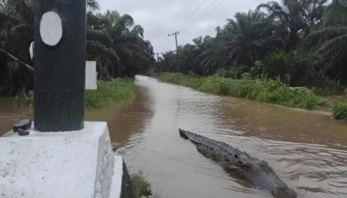 Buaya Muncul di Badan Jalan Tiku Limo Jorong Usai Hujan Deras