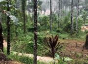 Lereng Runtuh di Arikia, Empat Warga Tewas, Rumah Hancur, Komunikasi Terputus