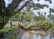 Angin Kencang di Padang Akibatkan Pohon Tumbang