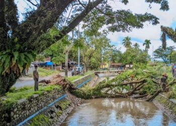 Angin Kencang di Padang Akibatkan Pohon Tumbang