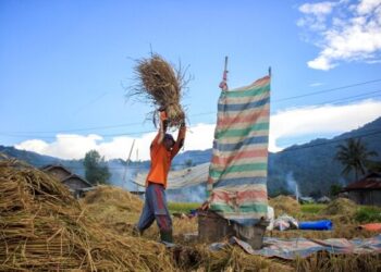 Produksi Beras Sumbar Meningkat 7.712 Ton