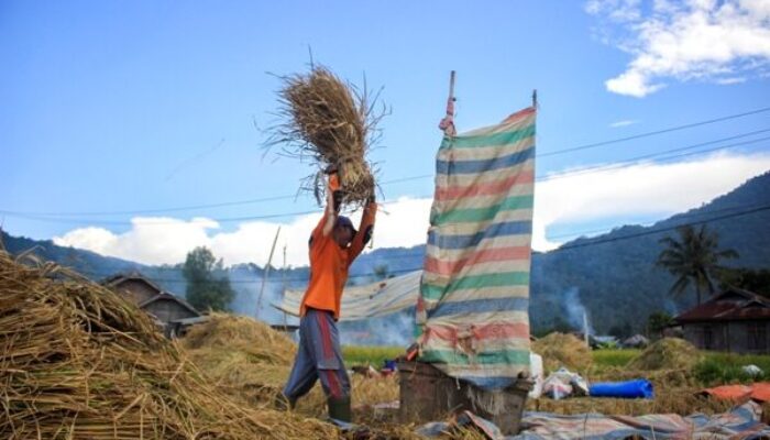 Produksi Beras Sumbar Meningkat 7.712 Ton