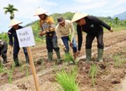 Wabup Risnaldi Resmikan Tanam Serentak MTOT di IV Jurai