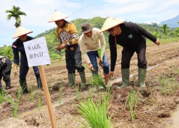 Wabup Risnaldi Resmikan Tanam Serentak MTOT di IV Jurai