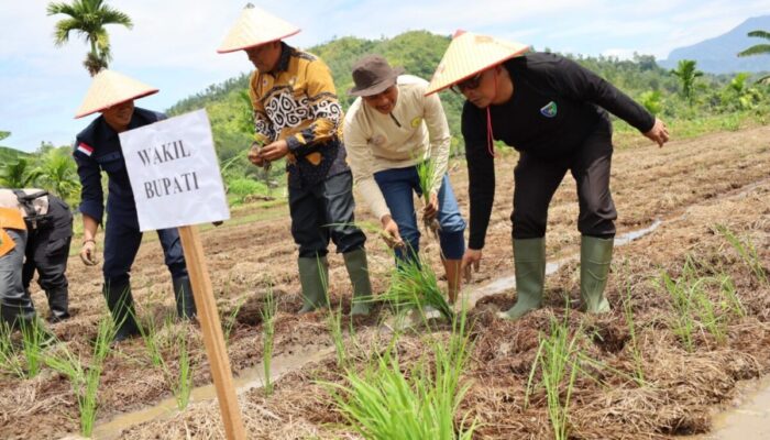 Wabup Risnaldi Resmikan Tanam Serentak MTOT di IV Jurai