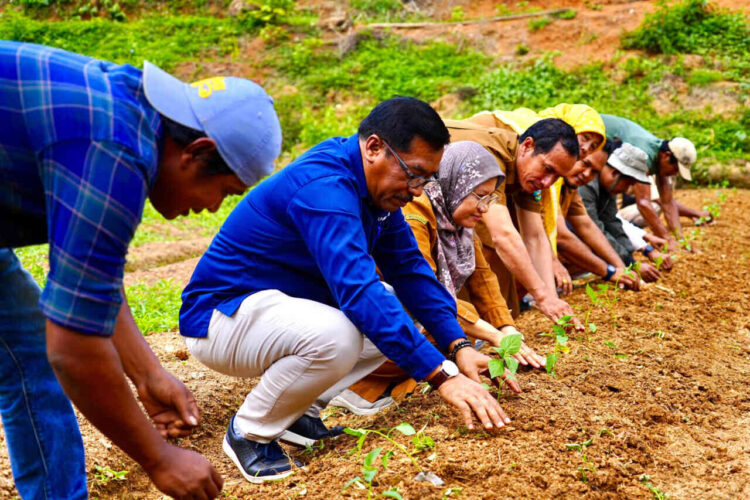 PTBA Bagikan 3.500 Bibit Cabai untuk Kelompok Tani di Sawahlunto. IST