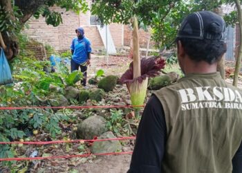 Bunga Bangkai Raksasa Mekar di Pekarangan Rumah Warga Lubuk Basung