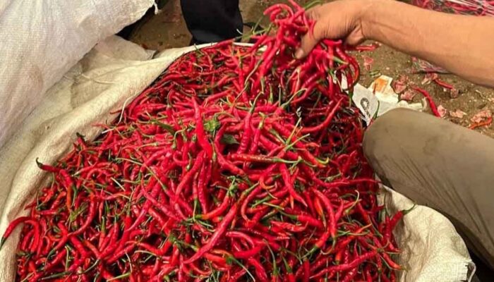 Harga Cabai “Menyala” di Pesisir Selatan, Tembus Rp90 Ribu per Kilogram