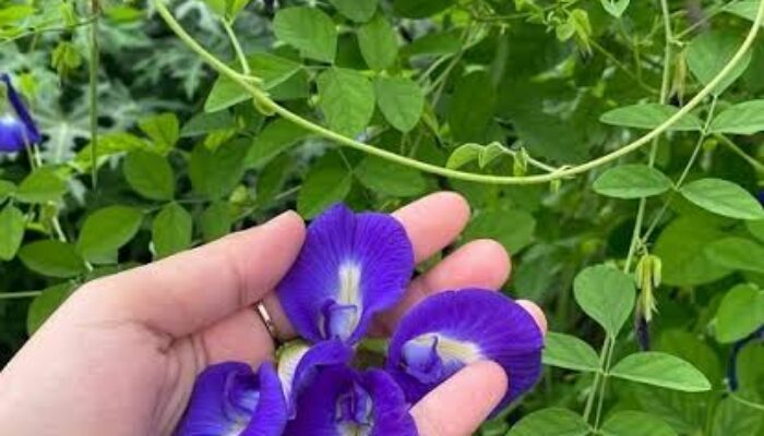 Ini Dia 10 Manfaat Bunga Telang untuk Kesehatan
