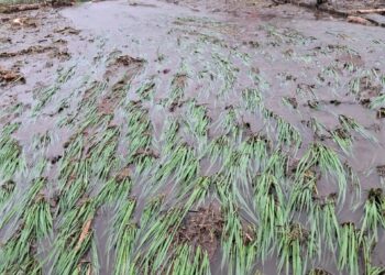 2.798 Hektare Sawah Rusak Diterjang Galodo, Sumbar Terancam Krisis Pangan