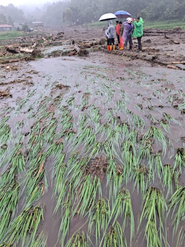 Ribuan hektare lahan pertanian di Sumbar rusak diterjang banjir dan galodo. IST