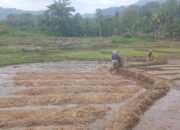 Negara Dinilai Abai Lindungi DAS Timbulun, 26.503 Warga Bungus Teluk Kabung Terancam Jadi Korban Bencana