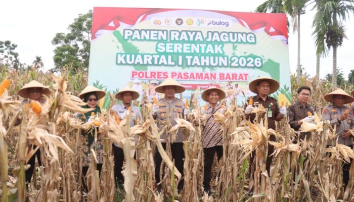 Polres Pasbar Gelar Panen Jagung Serentak di Nagari Lingkuang Aua Bandarejo