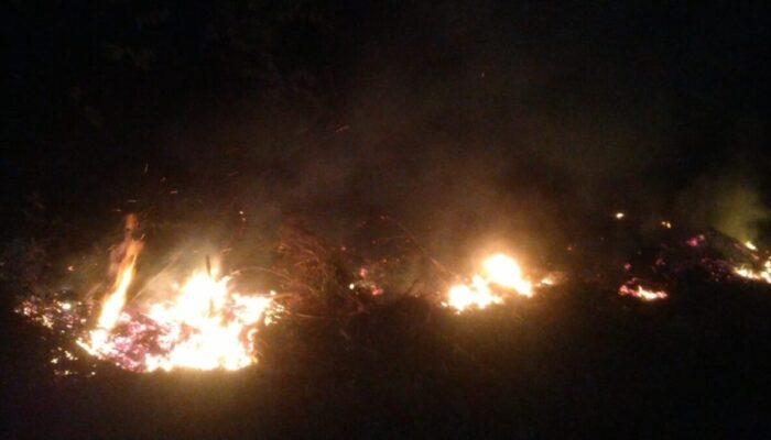 Gerak Cepat Damkar Tapan Padamkan Kebakaran Lahan di Ampang Tulak, Satu Rumah Berhasil Diselamatkan