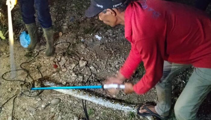 Ular Piton Mangsa Ayam Warga di Ranah Pesisir, Damkar Balai Selasa Bergerak Cepat