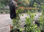 Tanaman Ucapan HUT Dharmasraya ke-22 Akan Dibagikan kepada Masyarakat