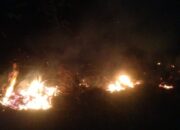 Gerak Cepat Damkar Tapan Padamkan Kebakaran Lahan di Ampang Tulak, Satu Rumah Berhasil Diselamatkan