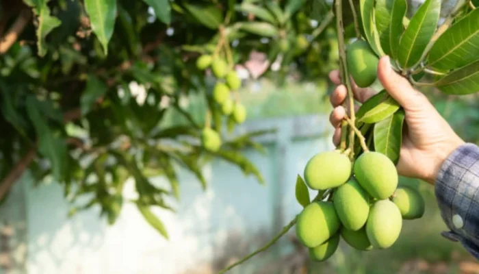 Buah yang Menjalar ke Lahan Tetangga Milik Siapa?