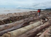Masyarakat Diizinkan Manfaatkan Kayu Terbawa Banjir, Dishut Sumbar Kebut Pendataan