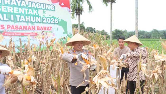 Pasbar Targetkan Produksi Jagung  193 Ribu Ton