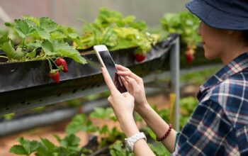 Buah yang Menjalar ke Lahan Tetangga Milik Siapa?