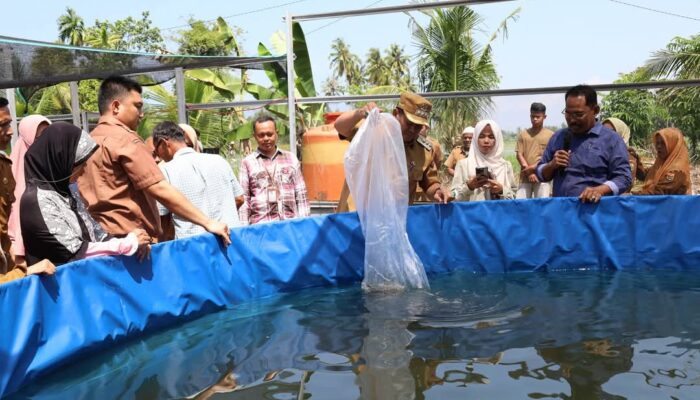BUMDes Ampalu Kembangkan Bioflok-Akuaponik, Pasok Lele untuk Dapur MBG