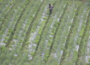 Perlambatan Pertumbuhan Ekonomi Sumbar Munculkan Kekhawatiran