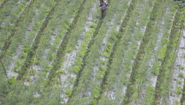 Perlambatan Pertumbuhan Ekonomi Sumbar Munculkan Kekhawatiran