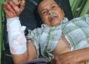 Musim Panen Jadi Tragedi Berdarah, Tiga Petani Sinuruik Diserang Beruang