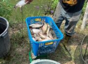 Bina Kemandirian WBP, Lapas Kelas IIA Bengkalis Panen Raya 180 Kg Ikan Patin