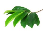 6 Manfaat Daun Sirsak untuk Kesehatan