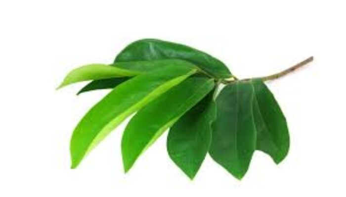 6 Manfaat Daun Sirsak untuk Kesehatan