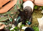 Polres Pasaman dan BKSDA Gagalkan Pengangkutan Tapir, Dua Pelaku Diamankan