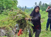 Irigasi Anai II Dibersihkan Serentak di Enam Desa