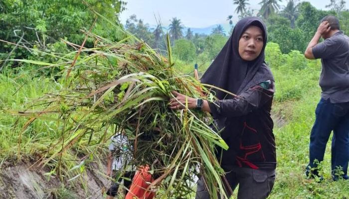 Irigasi Anai II Dibersihkan Serentak di Enam Desa