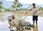 69 Hektare Sawah Terdampak Bencana di Tanjung Raya Direhabilitasi