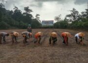Kapolres Pessel Pimpin Tanam Jagung Serentak, Dukung Program Swasembada Pangan Presiden